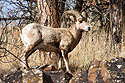 Bighorn on the rocks above Custer State Park Visitor Center, March 2023.