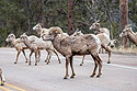 Part of the big herd of bighorns, Custer State Park, March 2023.