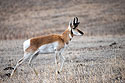 Pronghorn, Custer State Park, March 2023.