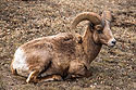 Bighorn ram resting in the Custer State Park Visitor Center parking lot, March 2023.