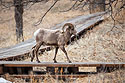 Bighorn ram on the boardwalk, Custer State Park Visitor Center, March 2023.