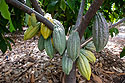 Cocoa plantation, Maui, April 2023.