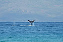 Whale tail slapping, taken from the Maui shore.