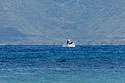 Whale breaching, taken from the Maui shore.