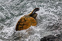 Green Sea Turtle tries to right itself, Maui, April 2023.