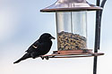 There are more blackbirds in the yard than previous years, perhaps because this feeder is new.