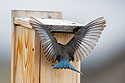 Bluebird trying to eject swallow from the nest box,.
