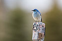 Male bluebird perched on trailcam.