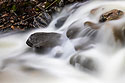 Snow Creek in the national forest,.  Stacked ND and polarizer filters, exposure 30 seconds.