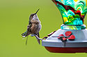 Hummingbird in the back yard.