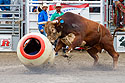 Bull takes out the clown barrel, PRCA Xtreme Bulls, Red Lodge, MT.  No clowns were harmed.