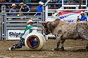 Bullfighter Ezra Coleman taunts the bull, PRCA Xtreme Bulls, Red Lodge, MT.
