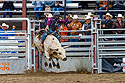 PRCA Xtreme Bulls, Red Lodge, MT.