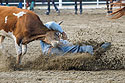 Steer Wrestling, Home of Champions Rodeo, Red Lodge, MT.