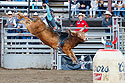 Bull Riding, Home of Champions Rodeo, Red Lodge, MT.