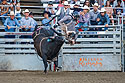 Bull Riding, Home of Champions Rodeo, Red Lodge, MT.