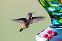 Hummingbird in back yard.