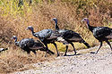 Turkeys, Bosque del Apache NWR.