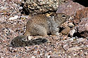 Rock Squirrel, Bosque del Apache NWR.