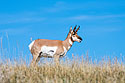 Pronghorn, Custer State Park.