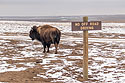 Bison surveys a bleak winter landscape, Badlands National Park.