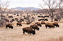 Bison, Custer State Park, March 2023.