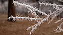 Ice crystals from freezing fog, Wind Cave National Park, March 2023.