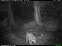 Coyote in the national forest.