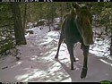 Moose in the national forest.