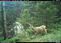 Deer on trailcam in national forest.