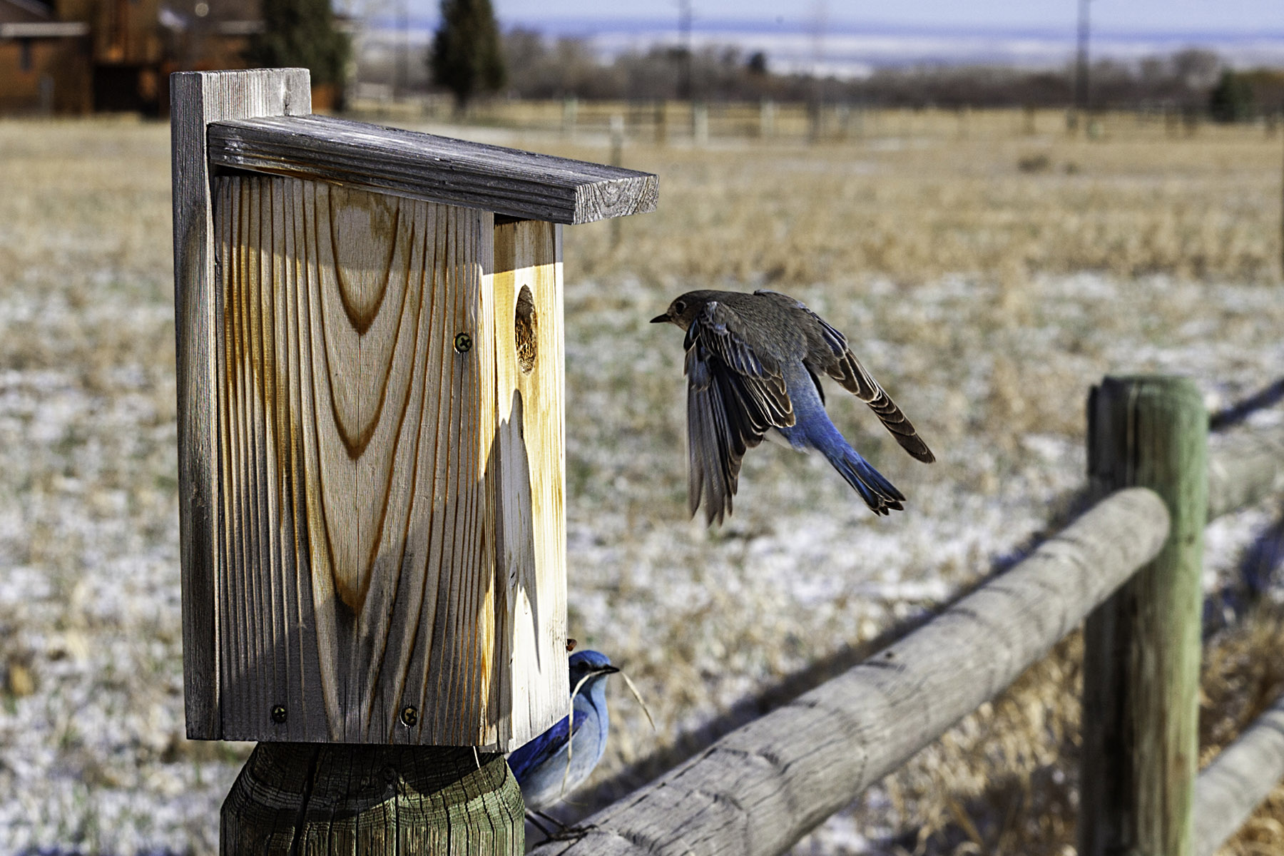 Bluebird checking out the box, motion trigger.  Click for next photo.