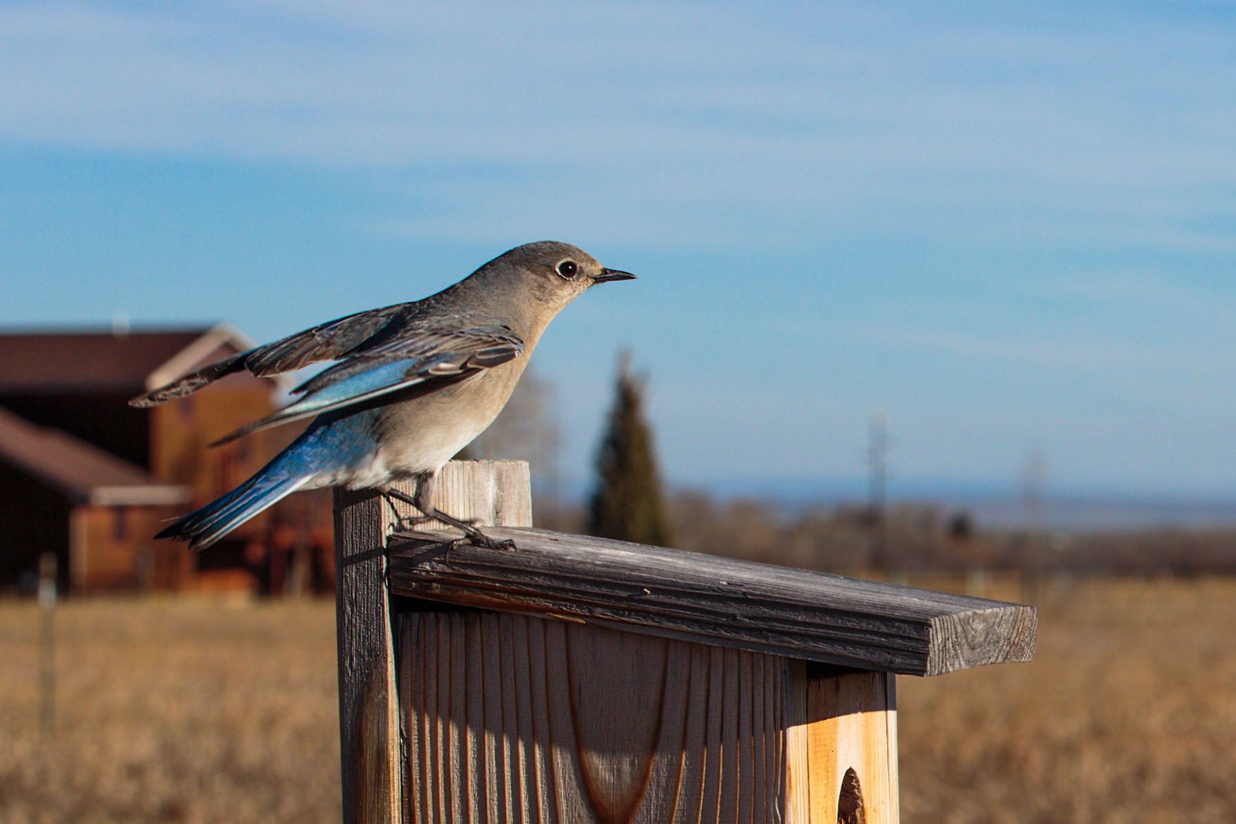 First DSLR bluebird of the season, motion trigger.  Click for next photo.
