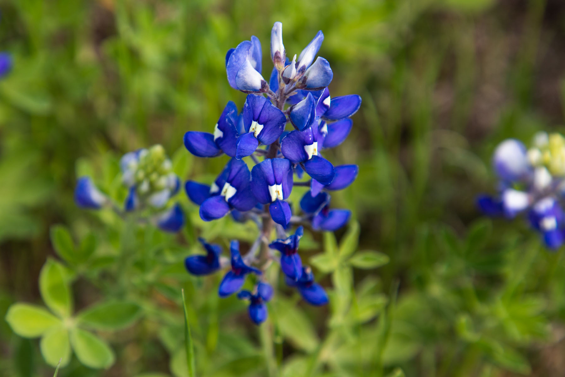 On the way to the eclipse, blue bonnet near Wichita Falls, TX.  Click for next photo.