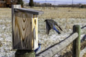 Bluebird checking out the box, motion trigger.