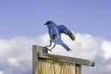 Bluebird, motion trigger.