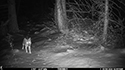 Coyote on trailcam.
