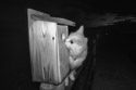 Cat checks out bird box in the early morning hours.