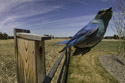 Bluebird on trailcam, close focus.