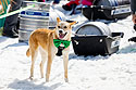 This dog seemed more interested in looking good for St. Patricks Day than pulling the sled in the Red Lodge Ales Dog Pull.