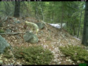 Coyote with something in its mouth on trailcam.