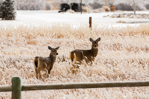 Deer in a frosty field.