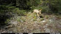 Coyote in Custer National Forest near Red Lodge, MT.