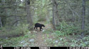 Mama black bear says, come down from that tree, we are leaving.  Near Red Lodge, MT.