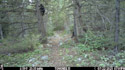 Black bear cub comes down from tree as mama disappears into the woods to the right.  Near Red Lodge, MT.