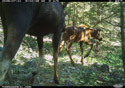 Moose pair, Custer Gallatin National Forest, Red Lodge, MT.