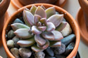 Graptosedum California Sunset is a hybrid of Graptopetalum and Sedum. Its pink coloration is most vibrant when under stress (bright sunlight, infrequent watering, cool temperatures). In spring it will have clusters of white, star-shaped blossoms.