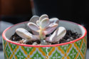 Pachyphytum oviferum Pink Moonstone.