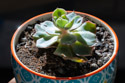 Echeveria Raindrops is a colorful variety that develops bumps on the leaves that look like...raindrops. A couple of bumps are visible, but this is another plant that had a bad shipping experience and needs some time to recover.
