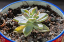 Graptopetalum paraguayense Ghost Plant will show a wide range of pastel tones as it matures.