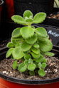 Plectranthus �Velveteen Aromatic�&trade;.